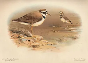 Little Ringed Plover (Aegialitis minor), Killdeer Plover (Oxyechus vociferus), 1900 Little Ringed Plover (Aegialitis minor), Killdeer Plover (Oxyechus vociferus), 1900