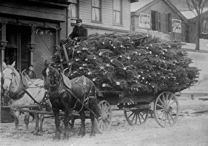 Black And White Christmas Images Prints: Load of Xmas trees, N.Y. between c1910 and c1915. Creator: Bain News Service