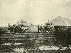Federated Australia Images Prints: Loading Wool, Warrawooh Station, Wimmera, 1901. Creator: Unknown