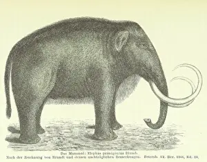 Nineteenth Century Concept Art Prints: The Mammoth, 1885. Creator: Unknown