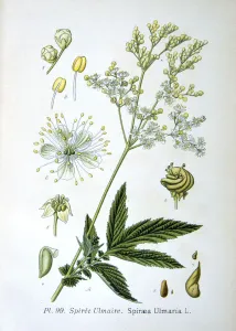 French Botanical Art Prints: Meadowsweet, 1893