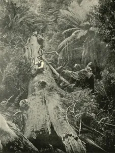 Tree Ferns Australia Prints: How Are The Mighty Fallen, 1901. Creator: Unknown