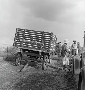 Vintage Farming Equipment Images Prints: Migratory cotton pickers have stopped working because it started to rain