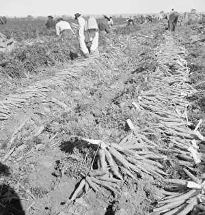 Migratory Field Worker, Imperial Valley, California Print, 1939