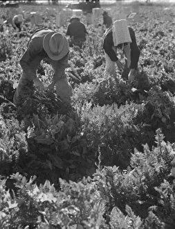 Dorothea Lange Print: Migratory Field Worker