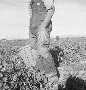 Imperial Valley Migrant Worker, 1939 Print by Dorothea Lange