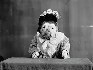 Black And White Animal Portraits Prints: The Missis, c1905. Creator: Unknown