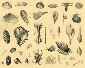 Invertebrate Animals Prints: Mollusca, c1910. Creator: Unknown