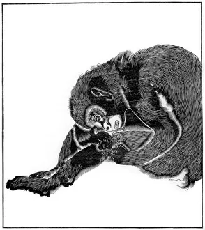Monkey Print from Soshiseki gwa-fu, 1766 (1886)