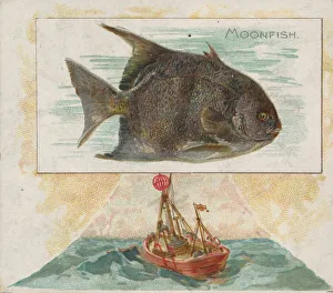 Moonfish, from Fish from American Waters series (N39) for Allen & Ginter Cigarettes Moonfish, from Fish from American Waters series (N39) for Allen & Ginter Cigarettes