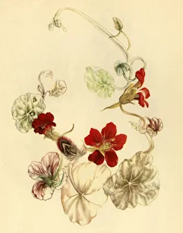 Nasturtium, c1930s? (1946). Creator: Vere Temple Nasturtium, c1930s? (1946). Creator: Vere Temple