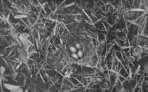 Nest of Skylark, c1882, (1912). Artist: Charles Reid Nest of Skylark, c1882, (1912). Artist: Charles Reid