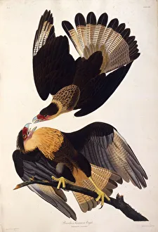 The northern crested caracara. From The Birds of America, 1827-1838. Creator: Audubon The northern crested caracara. From The Birds of America, 1827-1838. Creator: Audubon