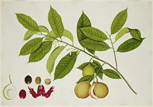 Myristica Fragrans Prints: Nutmeg Tree, c1824. Creator: Unknown