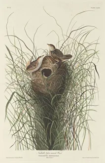 Nuttall's Lesser Marsh Wren, 1833. Creator: Robert Havell Nuttall's Lesser Marsh Wren, 1833. Creator: Robert Havell