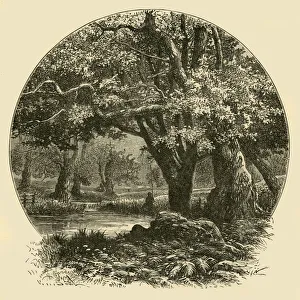 Our Own Country Book Illustrations Prints: Oaks at Bradgate, 1898. Creator: Unknown
