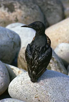 Cornwall Oil Pollution Print
