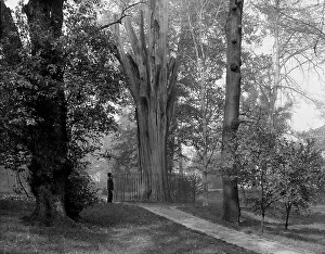 Early 20th Century Landscapes Prints: Old tree in Bartram's Park [Bartram's Gardens]