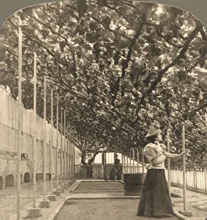 The Oldest Grapevine in the World, Hampton Court Palace, (planted 1768) England, 1897 The Oldest Grapevine in the World, Hampton Court Palace, (planted 1768) England, 1897