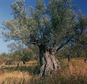 Rural Italian Landscape Prints: Olive tree in Sicily