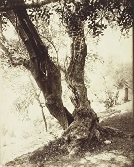 Eugene Atget Photography Prints: Olivier, Nice (Olive Tree, Nice), c. 1900. Creator: Eugene Atget