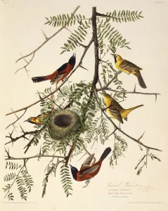 The orchard oriole. From The Birds of America , 1827-1838. Creator: Audubon The orchard oriole. From The Birds of America , 1827-1838. Creator: Audubon