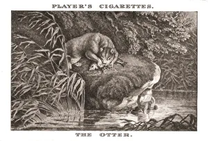 Aquatic Life Illustrations Prints: The Otter, (1924). Creator: Unknown