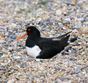 Exterior Bird Photography Prints: Oystercatcher