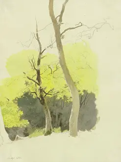 Nineteenth Century Nature Scenes Prints: Pair of trees, a dense forest in the background, 1858. Creator: Carl Theodor Reiffenstein