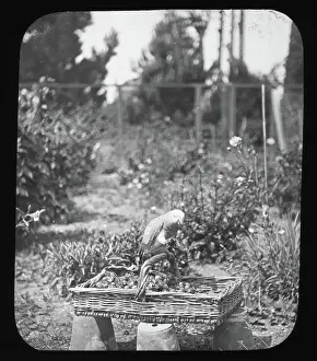 Black And White Bird Photography Prints: Parrot on basket - unknown location. Creator: Unknown