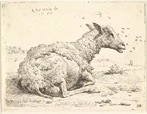 Partially Shorn Sheep Print, 1655