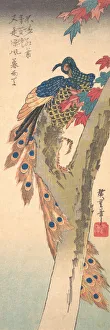 Nineteenth Century Birds Prints: A Peacock Perched on a Maple Tree, ca. 1833. ca. 1833. Creator: Ando Hiroshige