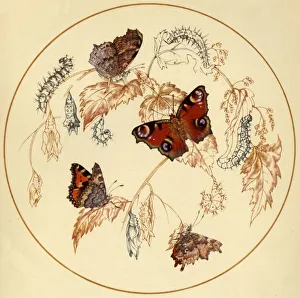Peacock, Smalll Tortoiseshell and Comma Butterflies..., c1930s, (1945). Creator: Vere Temple Peacock, Smalll Tortoiseshell and Comma Butterflies..., c1930s, (1945). Creator: Vere Temple