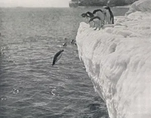 Terra Nova Expedition Photos Prints: Penguins Diving, c1911, (1913). Artist: Herbert Ponting