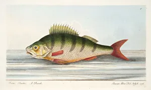 The Perch, from A Treatise on Fish and Fish-ponds, pub. 1832 (hand coloured engraving) The Perch, from A Treatise on Fish and Fish-ponds, pub. 1832 (hand coloured engraving)