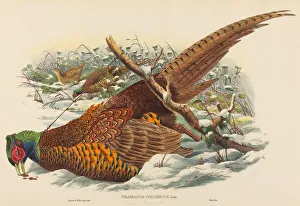 Hand Colored Lithograph Prints: Phasianus colchicus (Ring-necked Pheasant). Creators: John Gould, William Matthew Hart