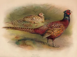 British Game Birds Prints: Pheasant (Phasianus colchicus), 1900, (1900). Artist: Charles Whymper