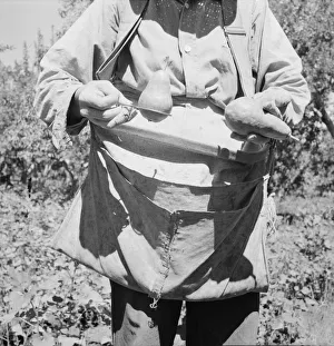 American Farm Life Prints: Picker demonstrates how pears are ringed