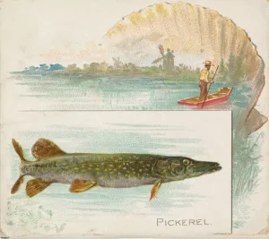 Pickerel, from Fish from American Waters series (N39) for Allen & Ginter Cigarettes Pickerel, from Fish from American Waters series (N39) for Allen & Ginter Cigarettes