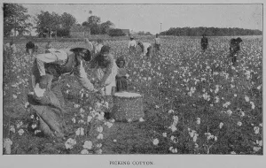 Early 20th Century Farming Practices Prints: Picking cotton. 1902. Creator: Unknown