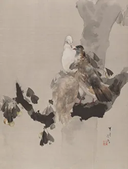 Pigeons in a Tree, ca. 1887. Creator: Watanabe Seitei Pigeons in a Tree, ca. 1887. Creator: Watanabe Seitei