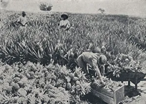 Pine-Apple Field, Queensland, 1923. Creator: Unknown Pine-Apple Field, Queensland, 1923. Creator: Unknown
