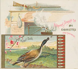 Pintail Duck, from the Game Birds series (N40) for Allen & Ginter Cigarettes, 1888-90 Pintail Duck, from the Game Birds series (N40) for Allen & Ginter Cigarettes, 1888-90