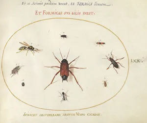 European Heritage Art Gallery Prints: Plate 70: A Roach Surrounded by Insects, c. 1575/1580. Creator: Joris Hoefnagel