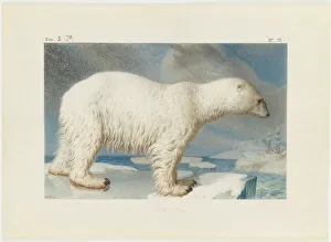 Arctic Ocean Wildlife Prints: Polar bear, 1796. Creator: Marechal, Nicolas (1753-1802)