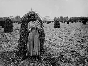 Black And White Farm Photography Prints: Polly in the peanut patch, between 1900 and 1905. Creator: Unknown