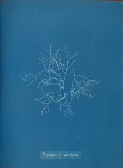 Anna Atkins Cyanotype Prints: Polysiphonia subulifera, ca. 1853. Creator: Anna Atkins