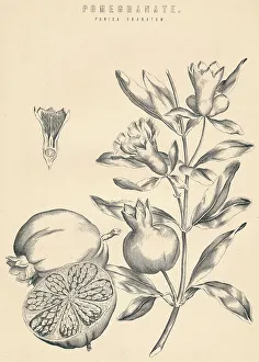 Black And White Botany Images Prints: Pomegranate, c19th century