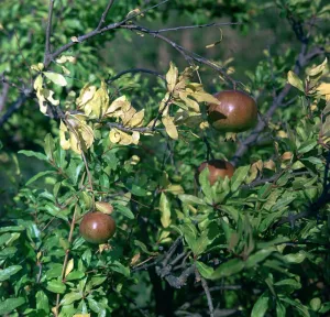 Pomegranates in Sicily Print