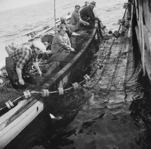 Black And White Fishing Images Prints: Possibly: Gloucester fishermen pulling in their nets to bring